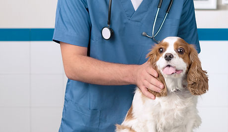Veterinarian with dog